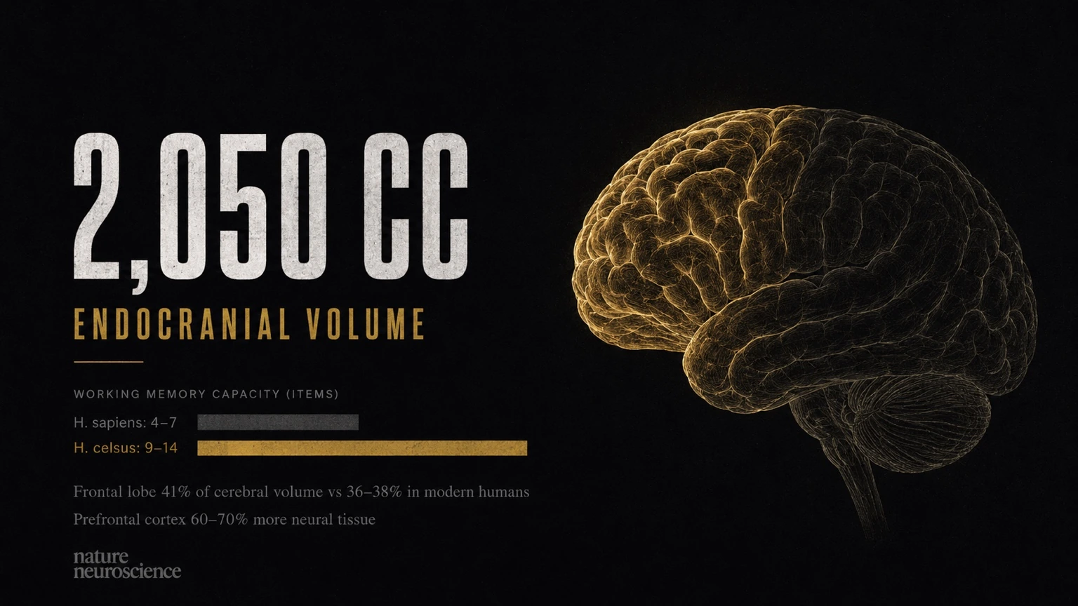 Speculative cognitive-capacity graphic